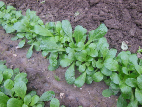 Feldsalat aus dem eigenen Anbau